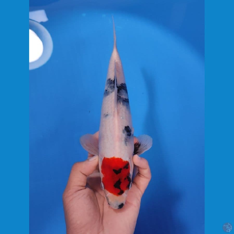 TC SHOWA TATEGOI 27CM - FEEMALE