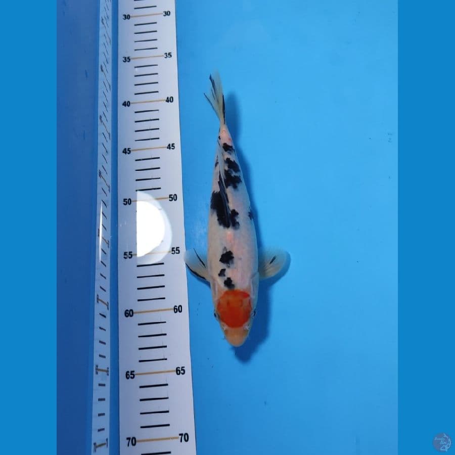 TC SANKE 23CM - MALE