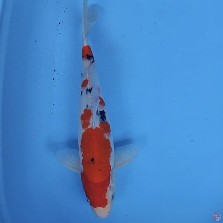 sanke 37cm/male