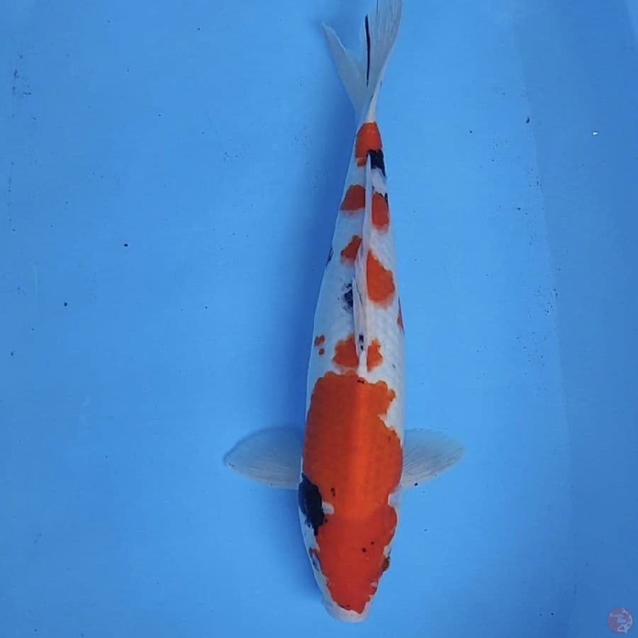 sanke 39cm/male