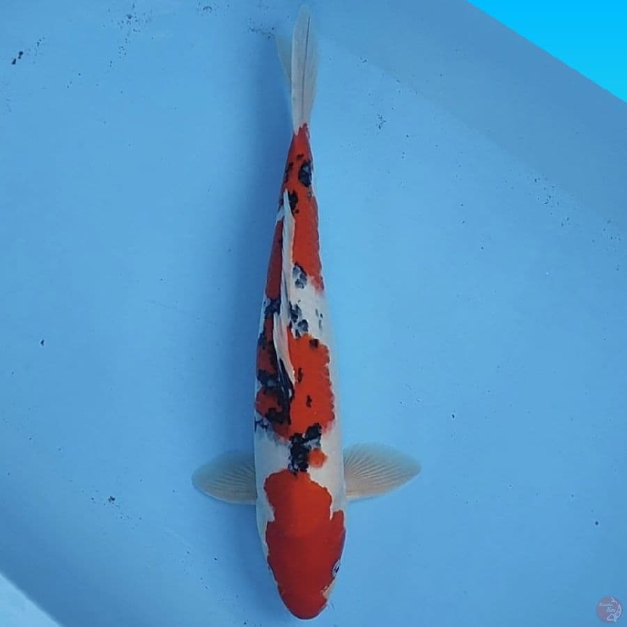 sanke 39cm/male