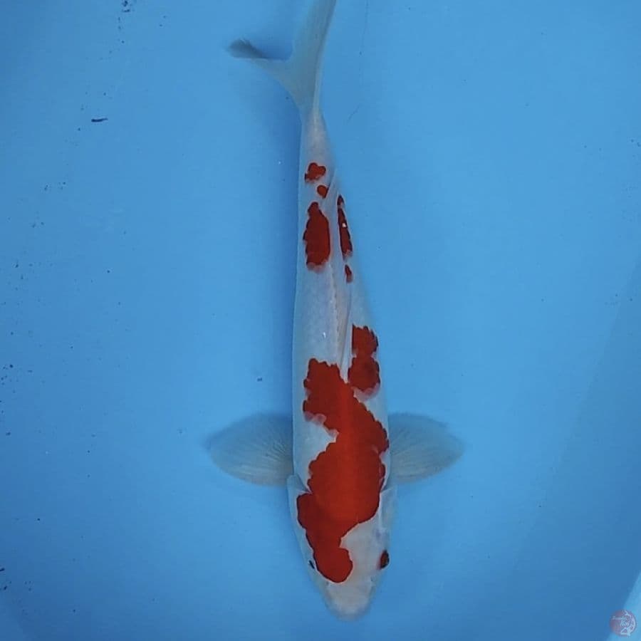 sanke tategoi 37cm/male