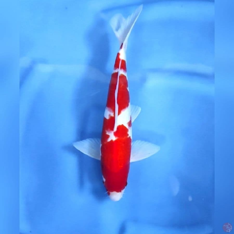 KOHAKU # 33CM - M