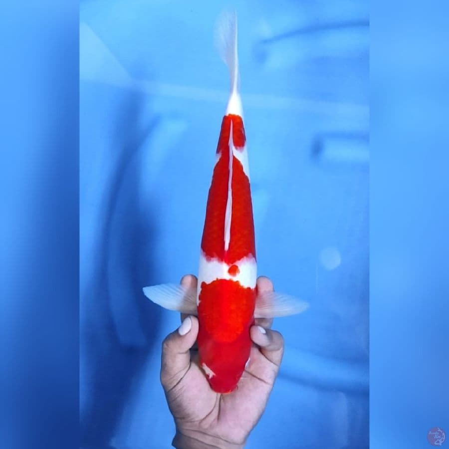 KOHAKU STRONG # 35CM - M