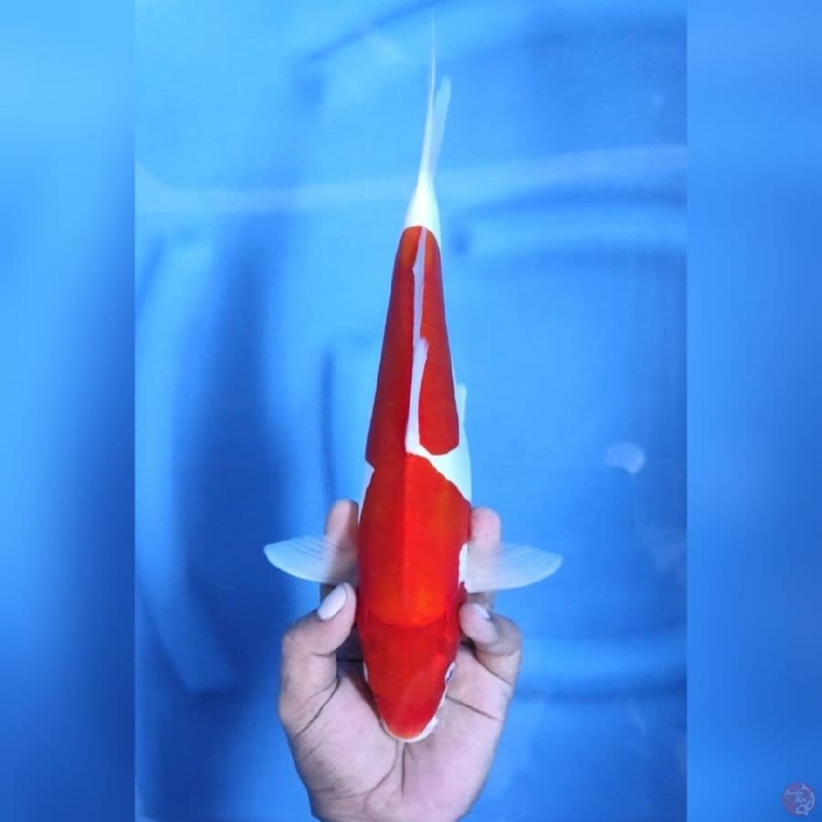 KOHAKU DOITSU MURNI # 33CM - M