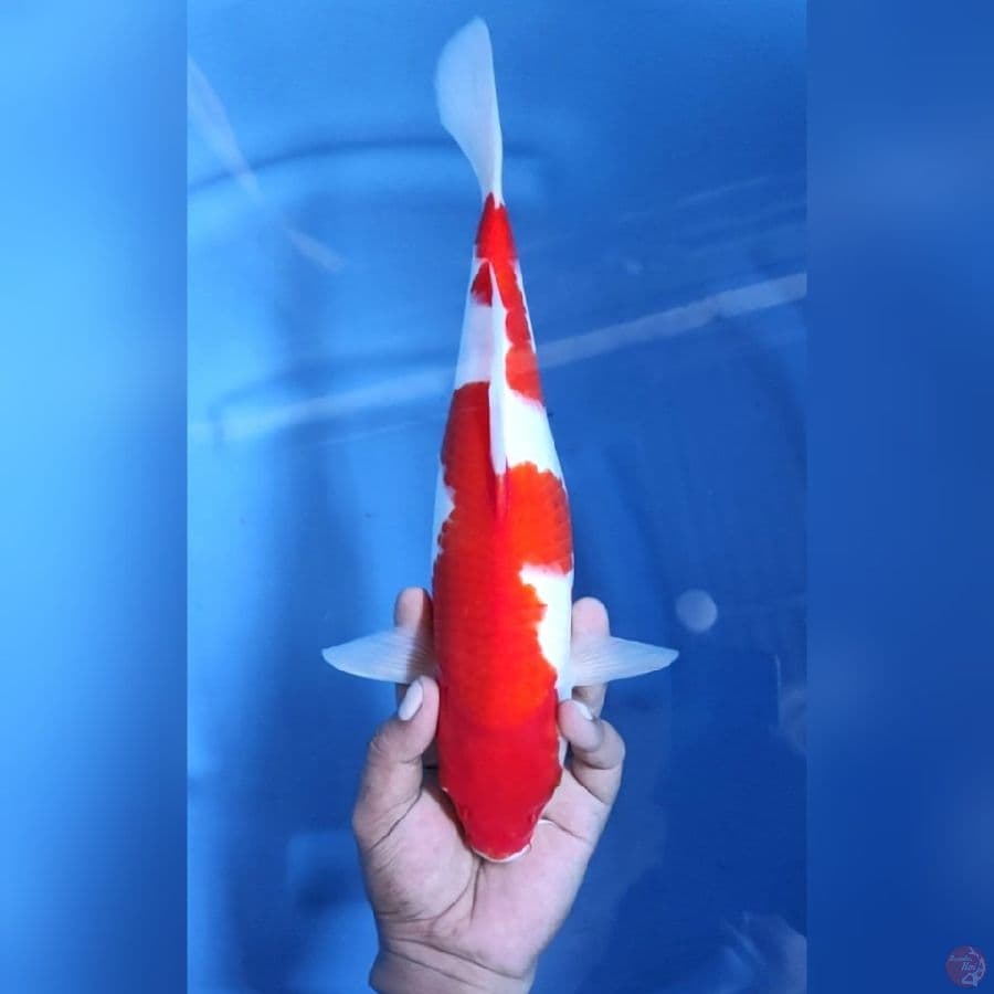 KOHAKU MANTAB # 35CM - F