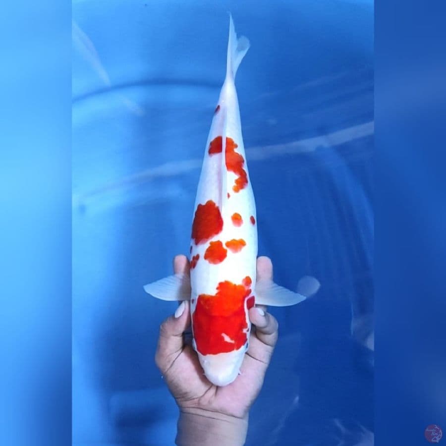 KOHAKU # 37CM - F