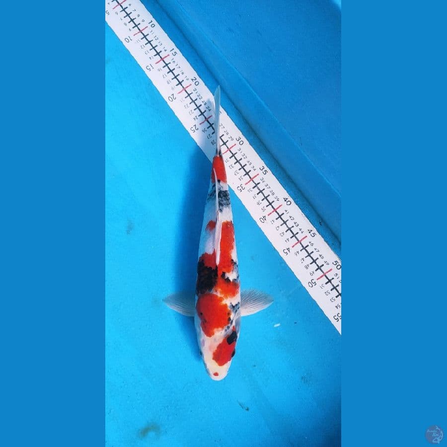 showa male ,0ri 35cm