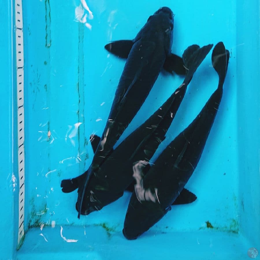 KARASU 29-30 CM