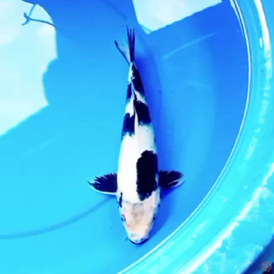 32cm MOTOGORO SHIRO SALJU