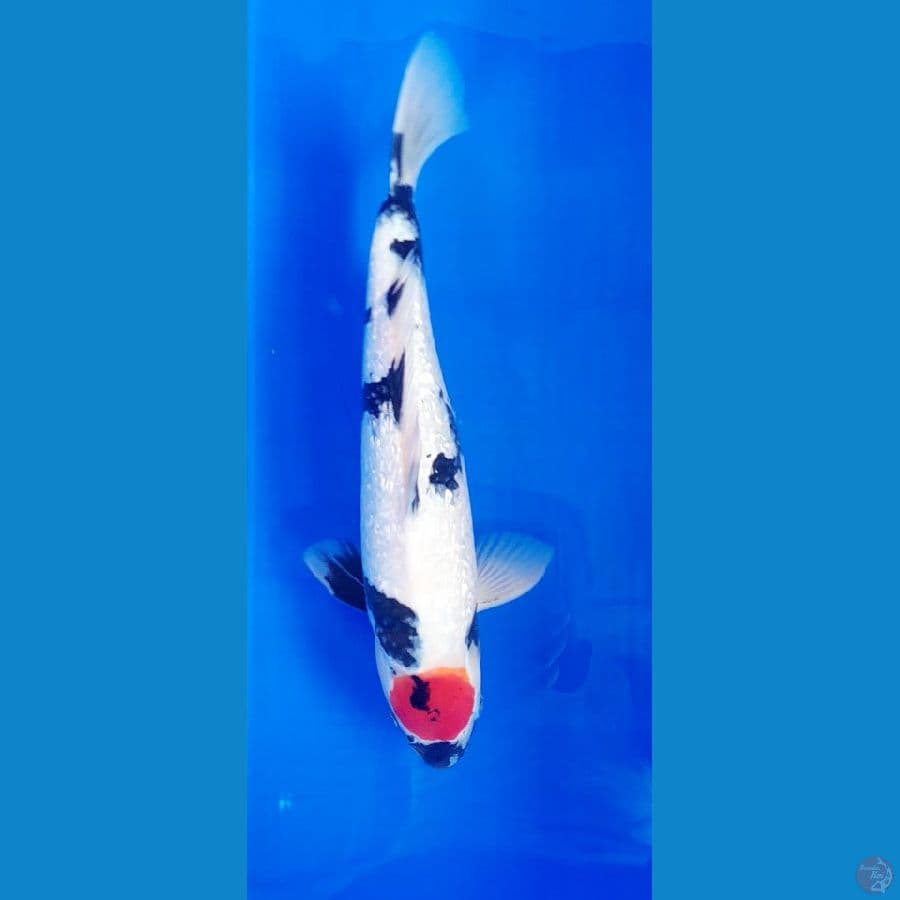 Tancho Showa Gindrin F38cm