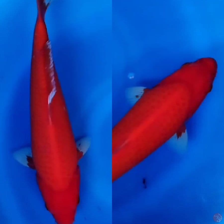 Akahajiro AKF red strong