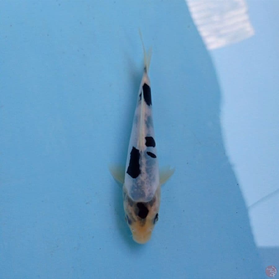 shiro doitsu, 14 cm