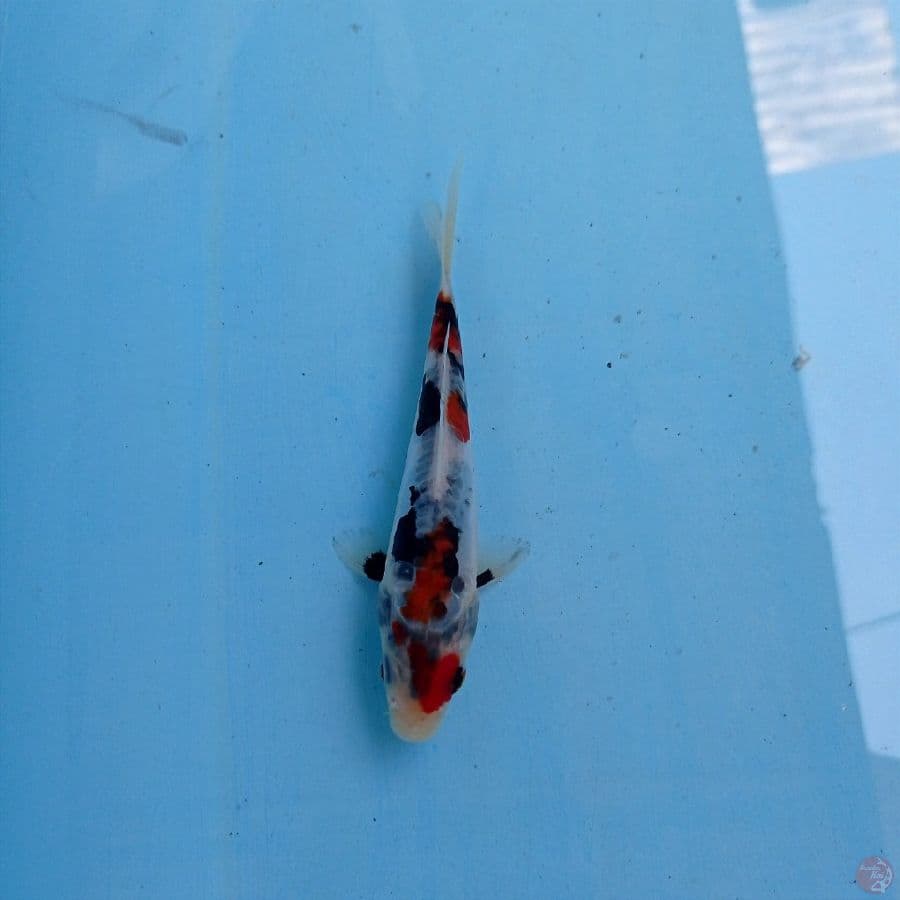 showa doitsu, 14 cm