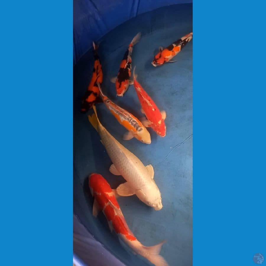 koi impor