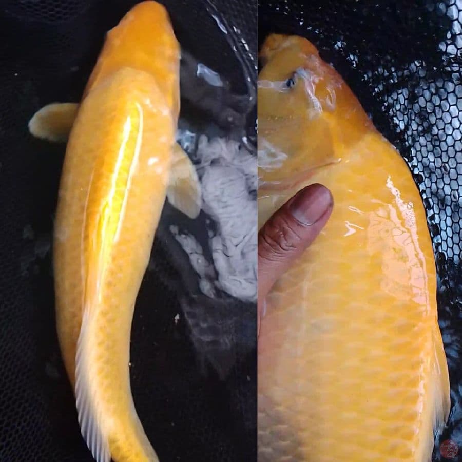karasi