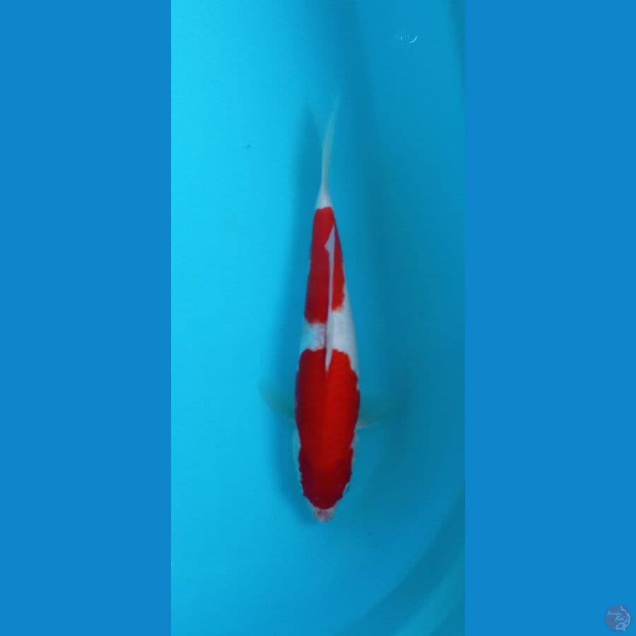 KOHAKU STRONG 33 CM