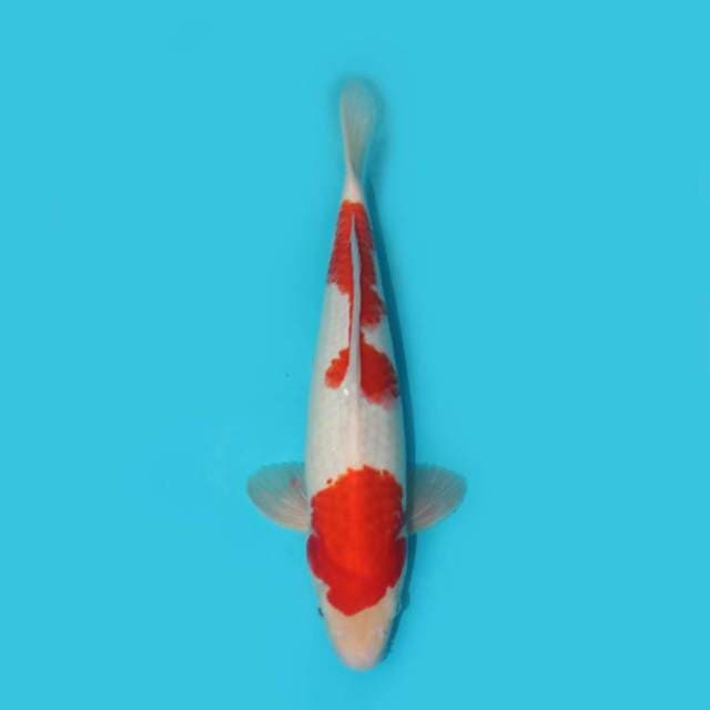 KOHAKU 34 CM