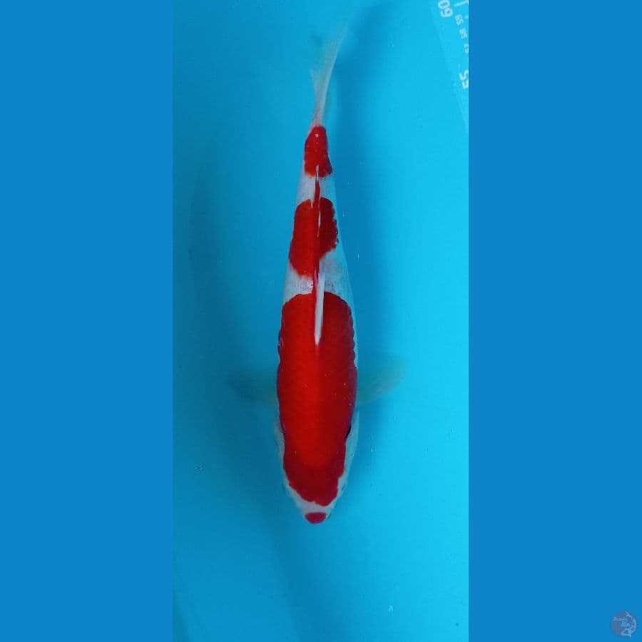 KOHAKU KUCIBENI 35CM