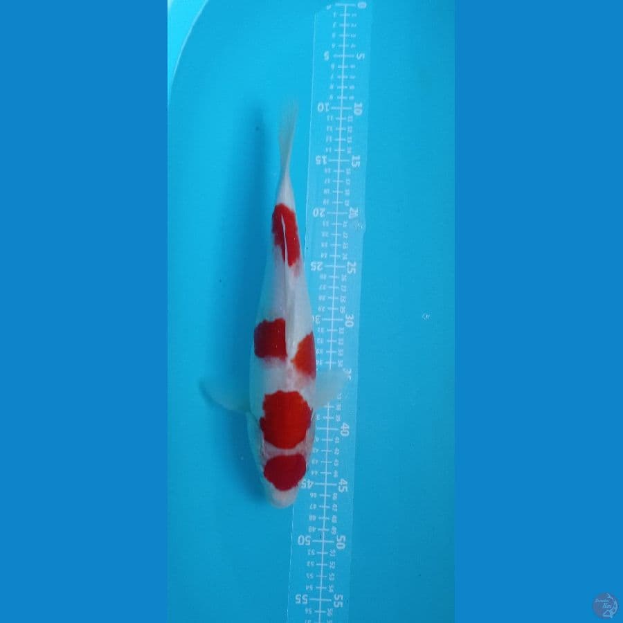 kohaku maruten 37cm