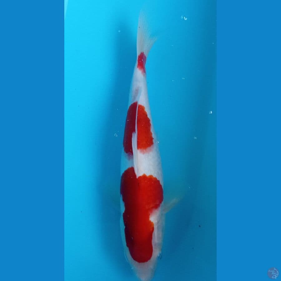 KOHAKU 35CM