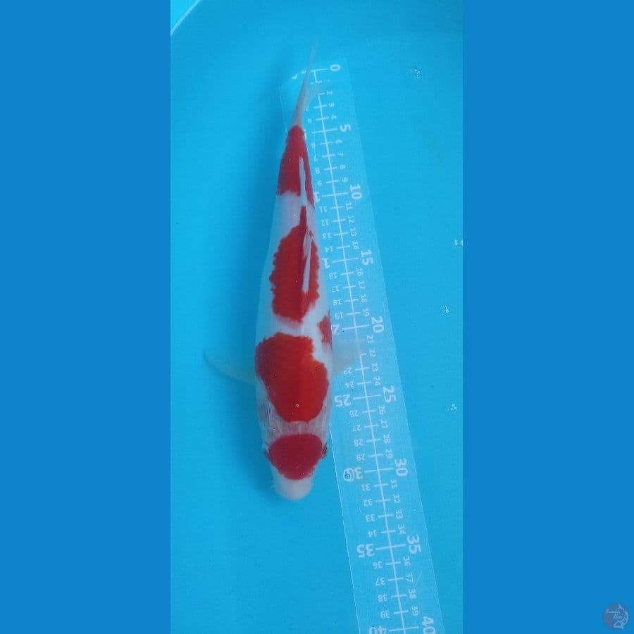 MARUTEN KOHAKU