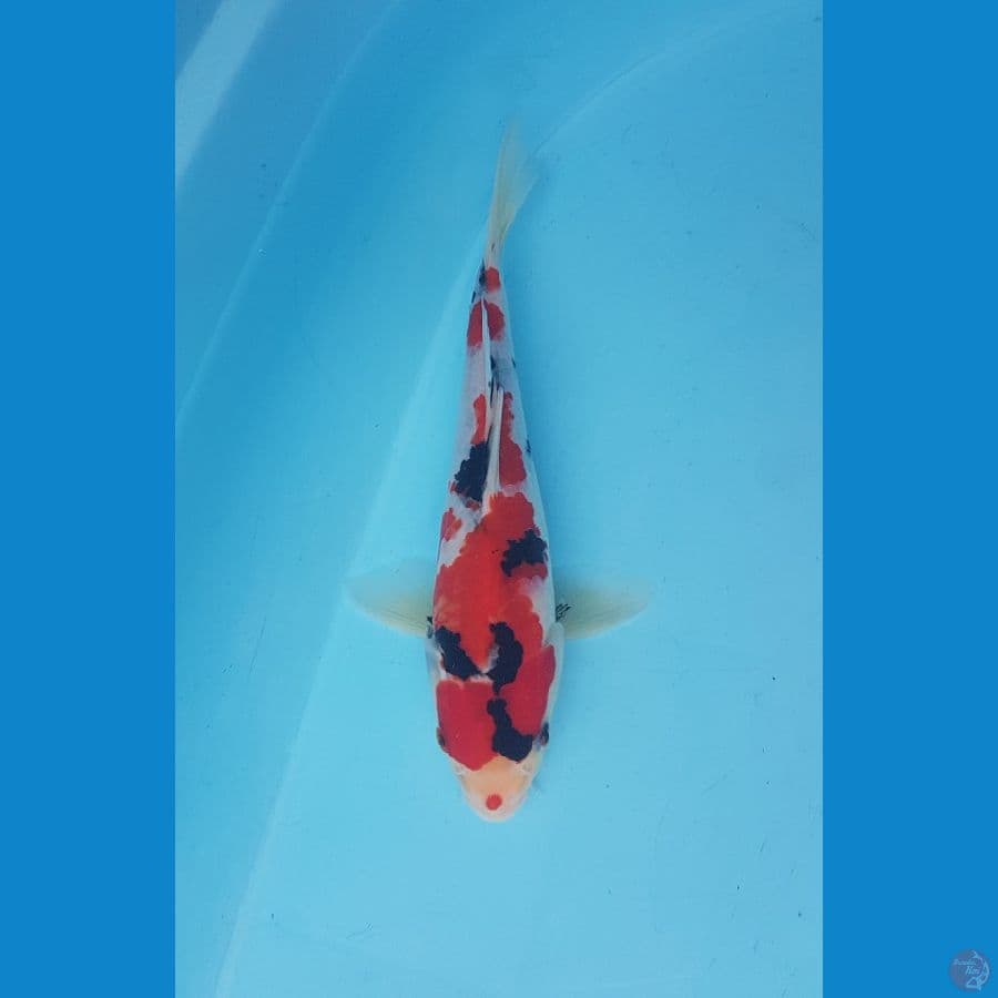 showa tategoi