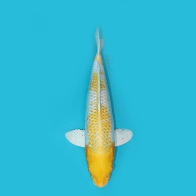 Hariwake 35 cm