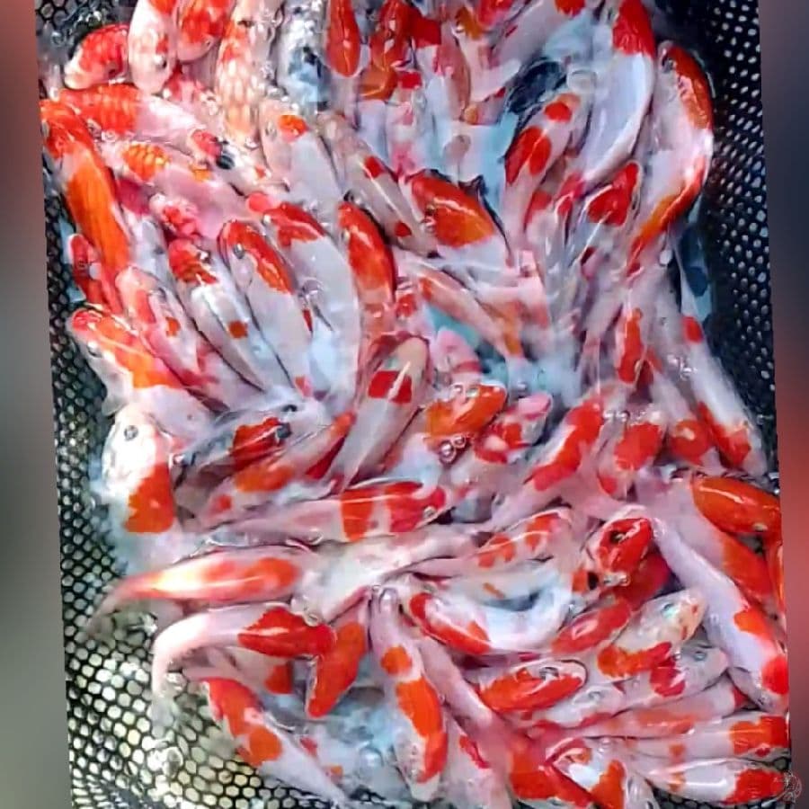 BIBIT KOHAKU Grad D 7-11cm 200ekor