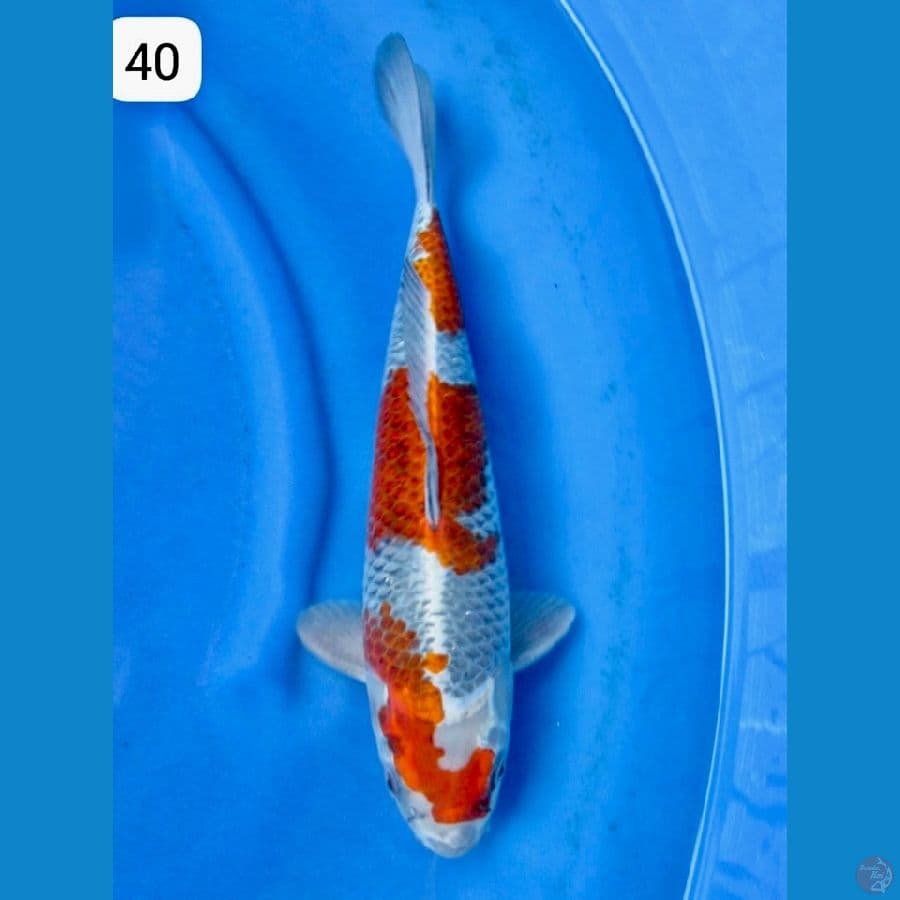 ready Kogane 40 cm male