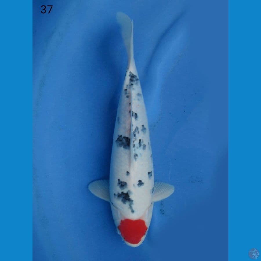 Tancho sanke Ori no bocor 37cm male