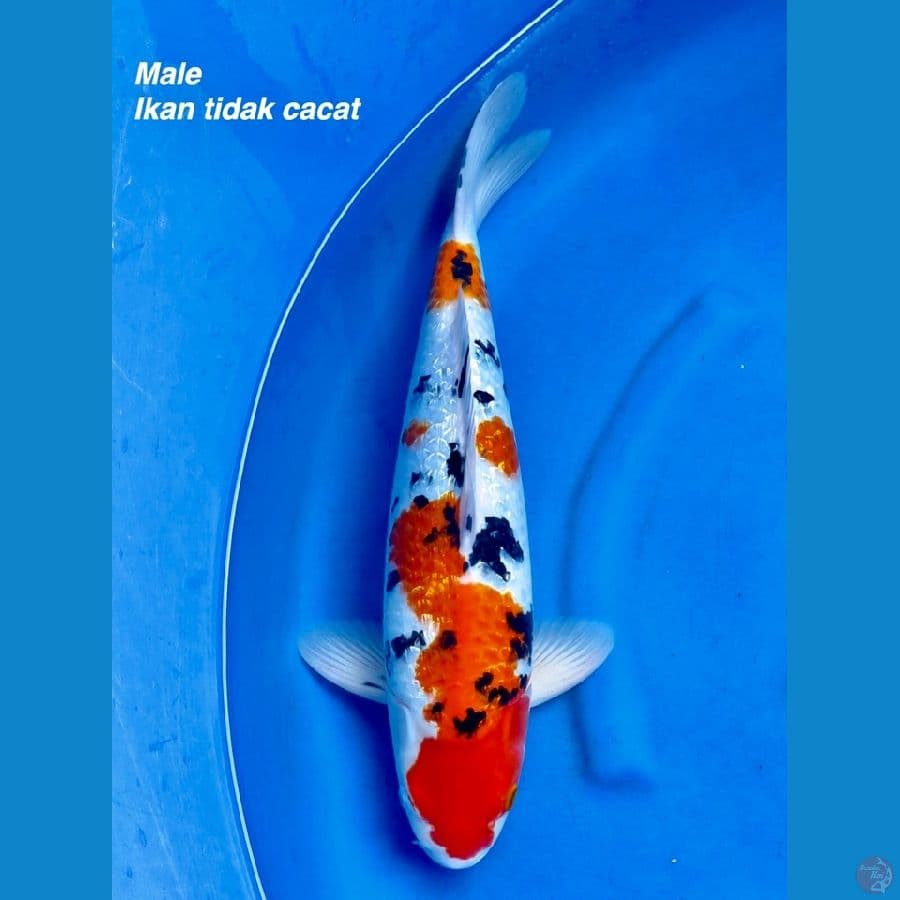 Sanke jumbo F1 full gingrin 50cm