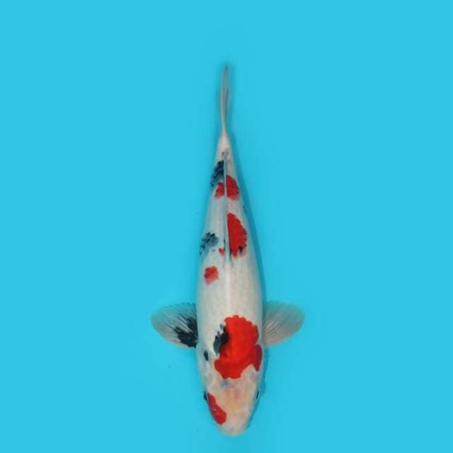 Kindai Showa 34 cm