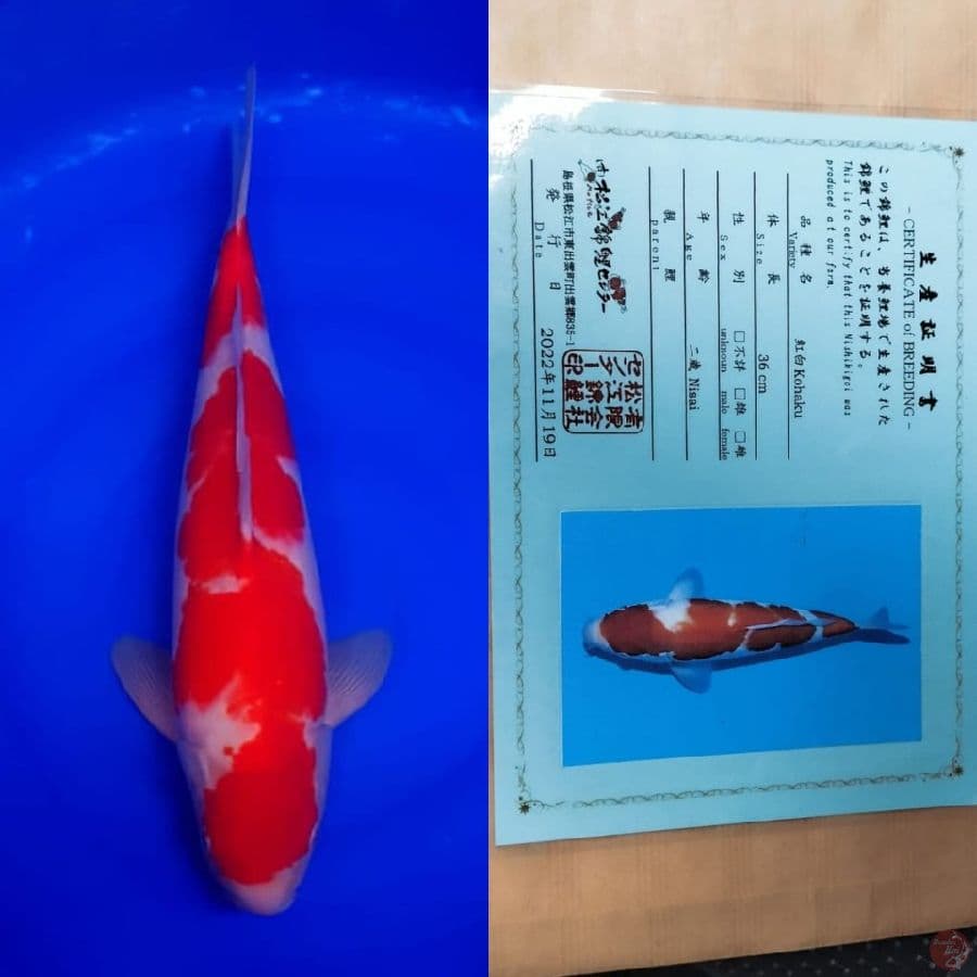 Kuhaku import male 47cm original