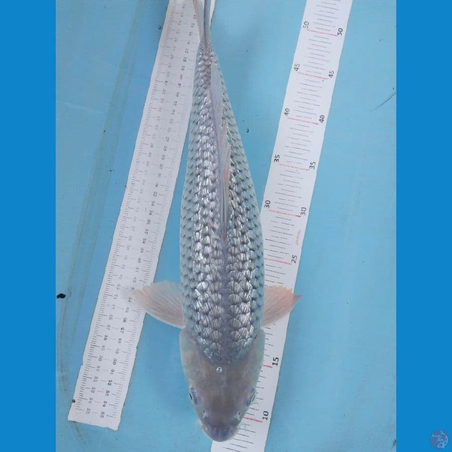 soragoi ginrin 45cm~fm
