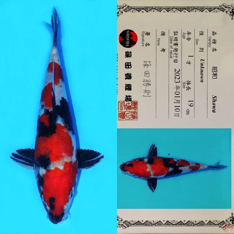 SHINODA SHOWA SANSHOKU HQ 30CM