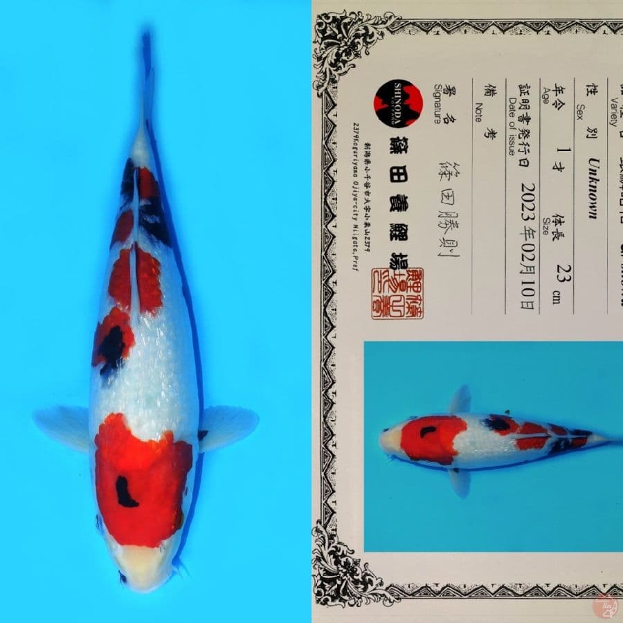 SHINODA SHOWA GINRIN HQ 35CM