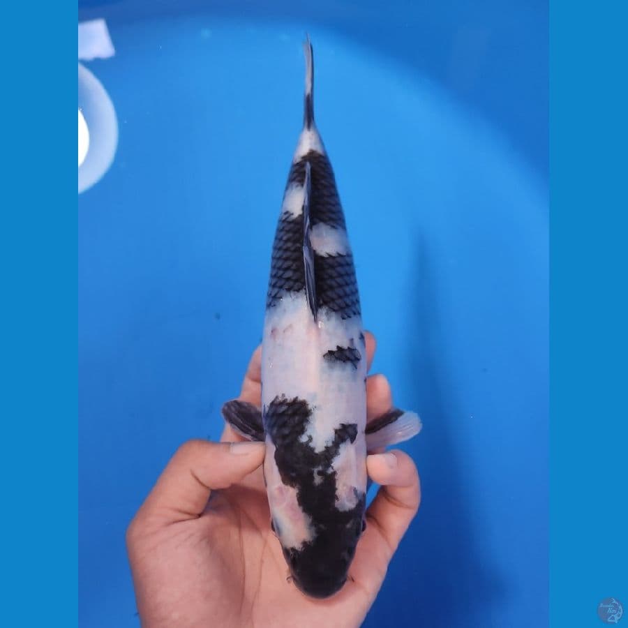SHIRO 25CM - FEEMALE