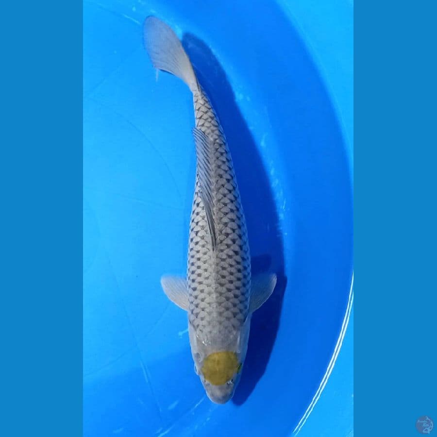TANCHO OCHIBA 36CM