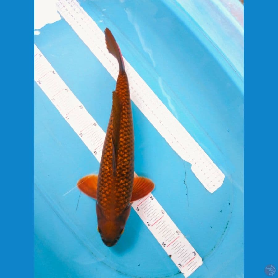 chagoi ginrin 45cm~male