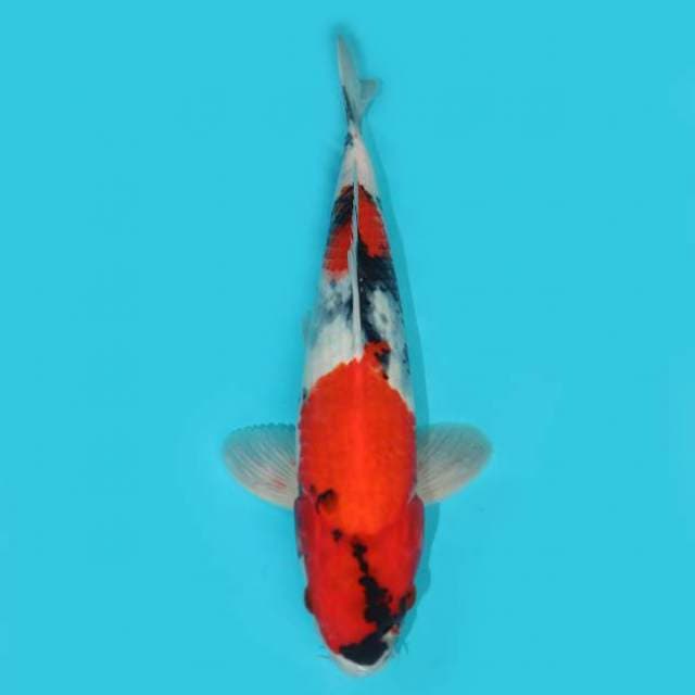 Showa 31 cm