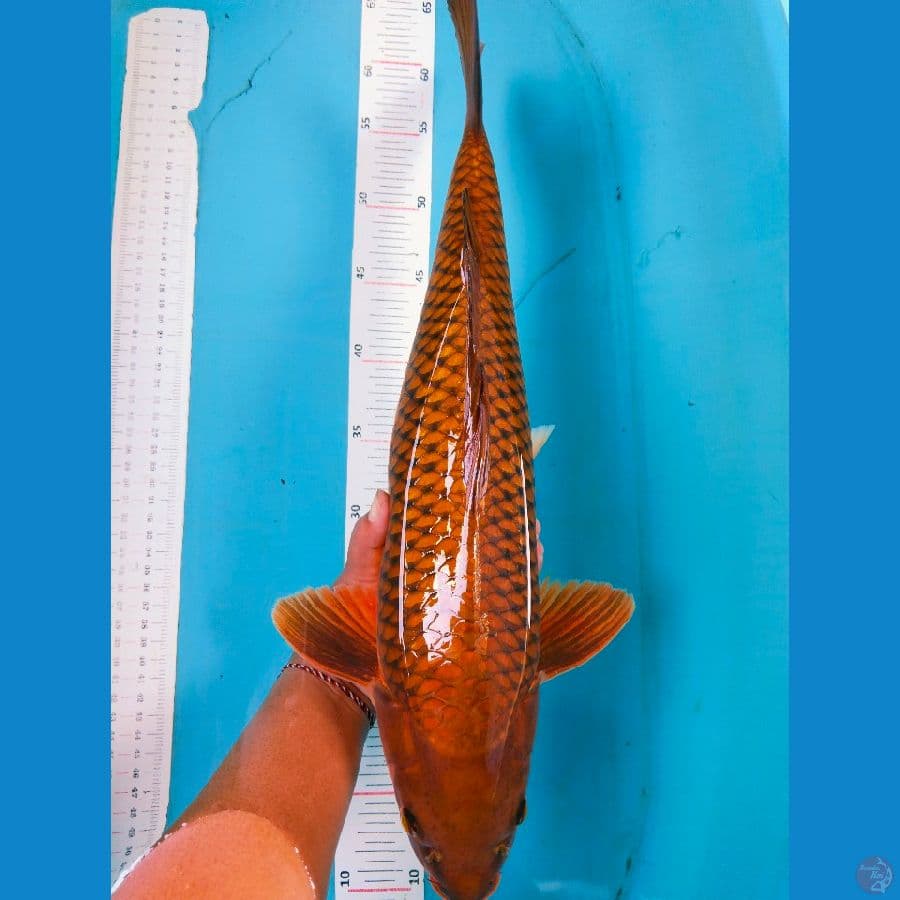 chagoi 49cm~male