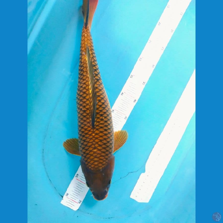 chagoi 50cm~fm