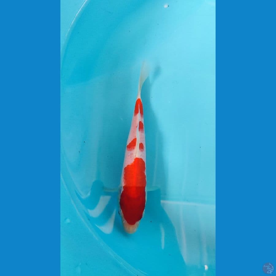 Mini KoHaku 17 cm