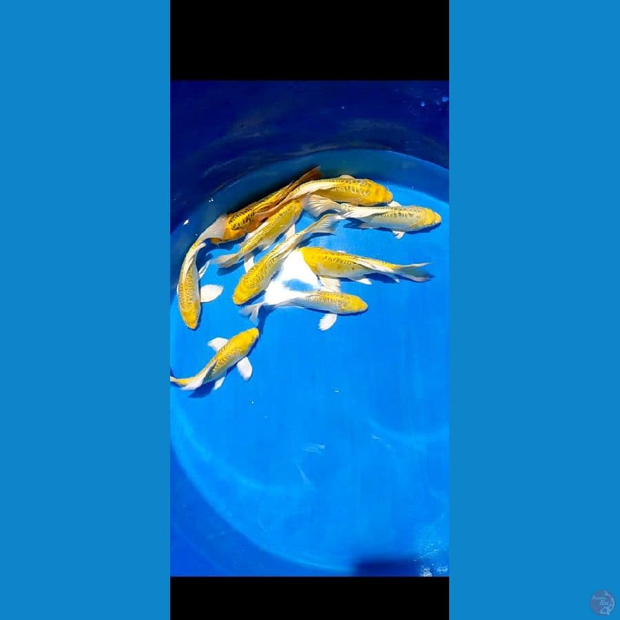 selayer ogon 24 28 cm 9 ekor