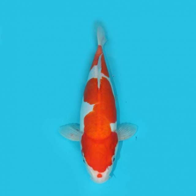 Kohaku Doitsu 34 cm
