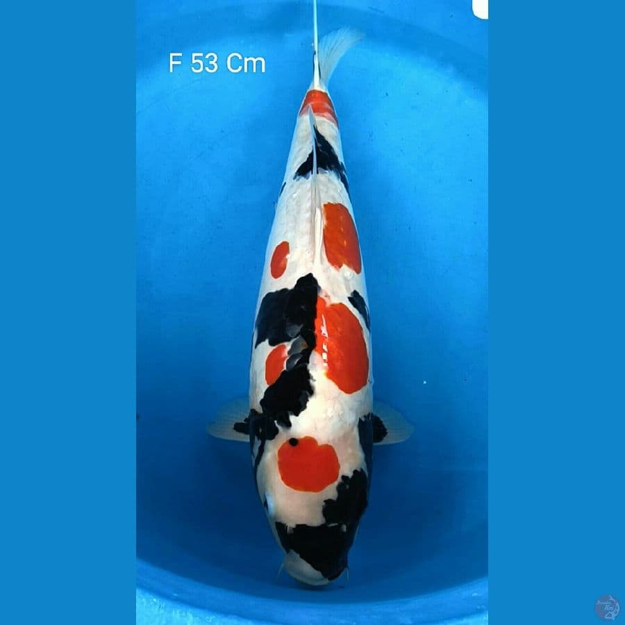 Showa Doitsu 53 Cm