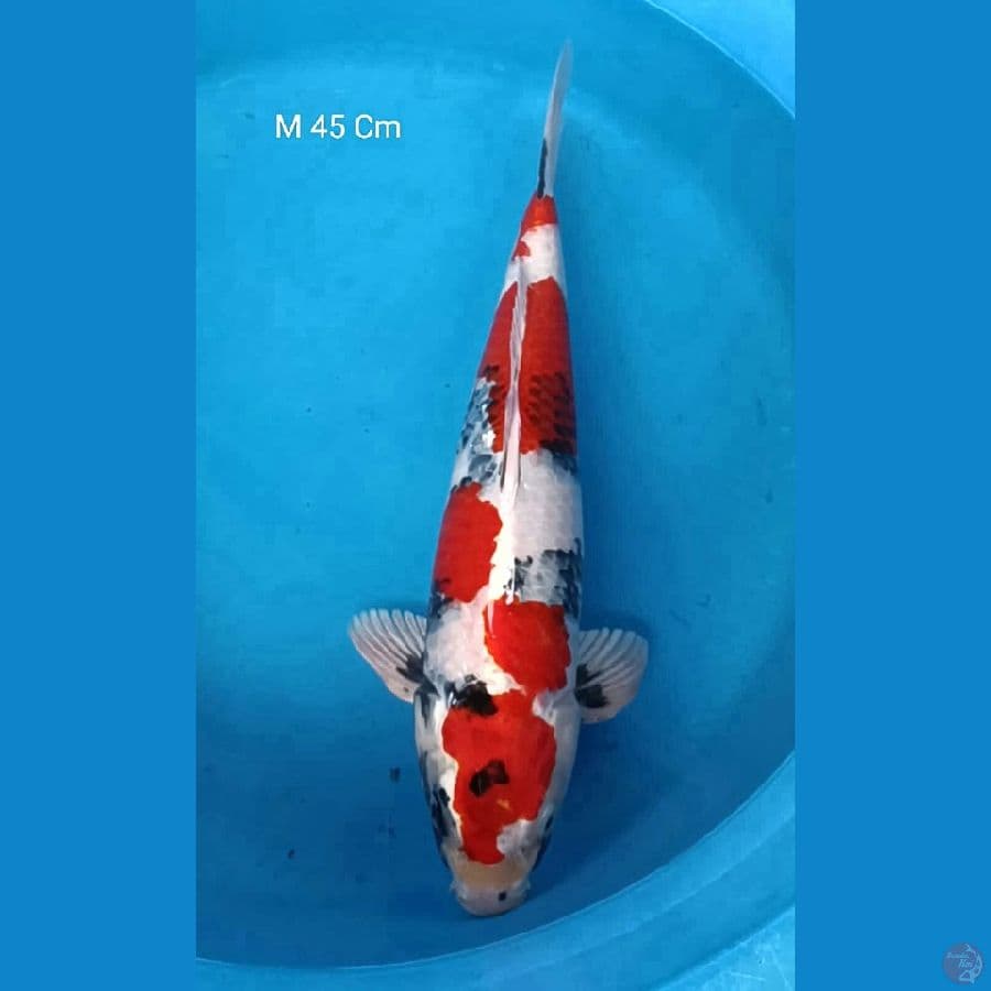 Kin Showa, Male 45 Cm