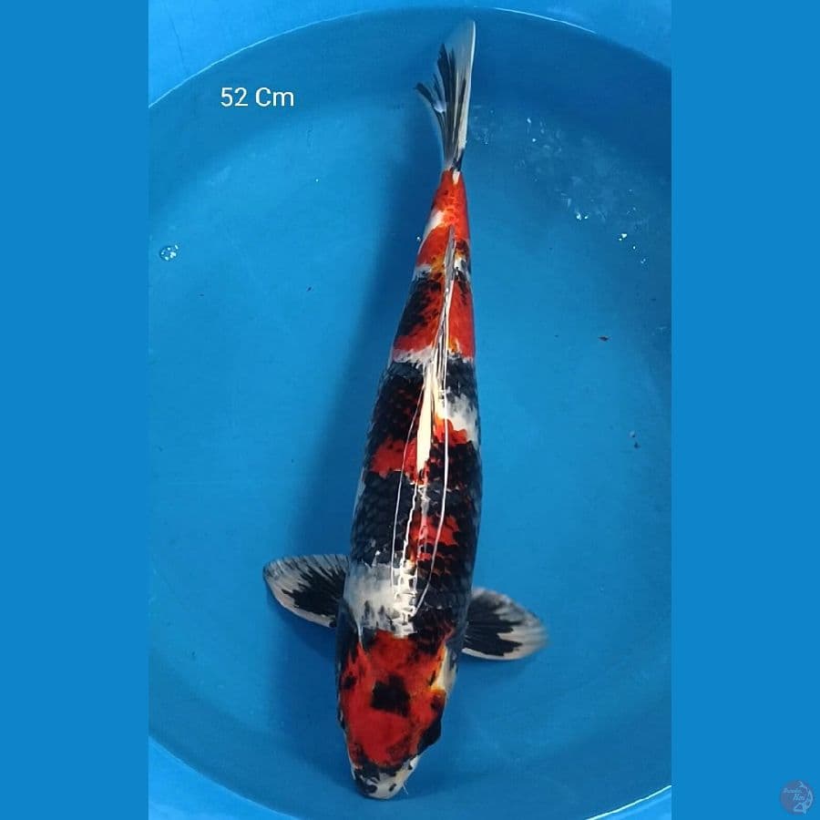 Kin Showa Male 52 Cm
