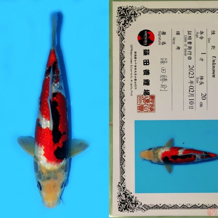 SHINODA SHOWA GINRIN HQ 31CM